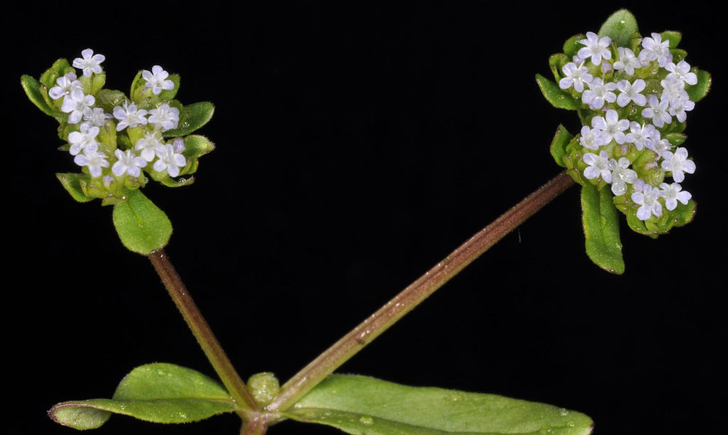 Flora of Eastern Washington Image: Valerianella locusta stem split