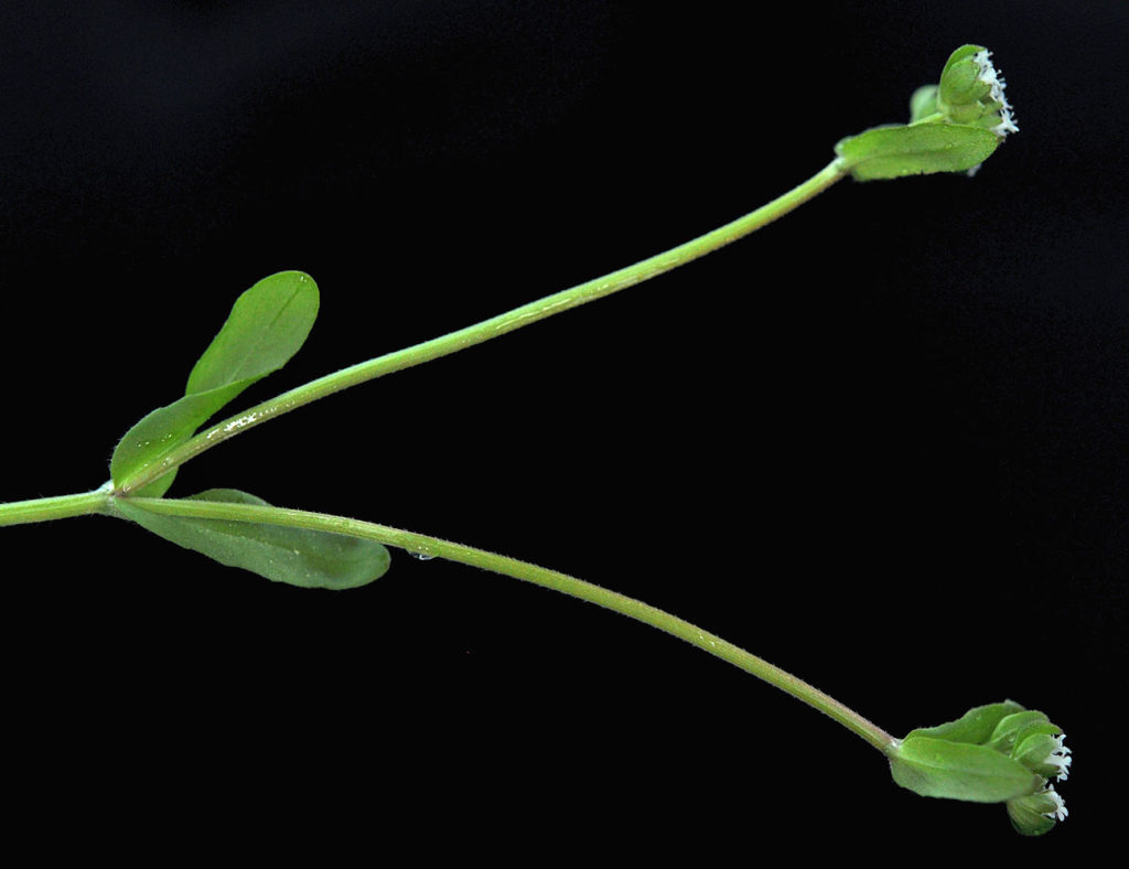 Flora of Eastern Washington Image: Valerianella locusta split stem
