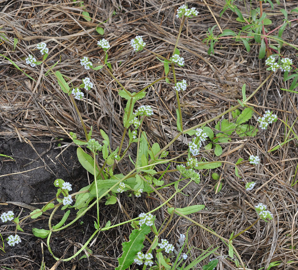 Flora of Eastern Washington Image: Valerianella locusta in nature