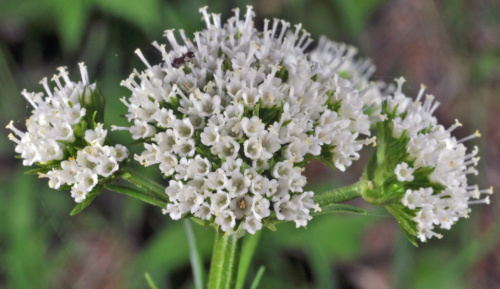 Flora of Eastern Washington Image: Valeriana sitchensis many flowers in nature