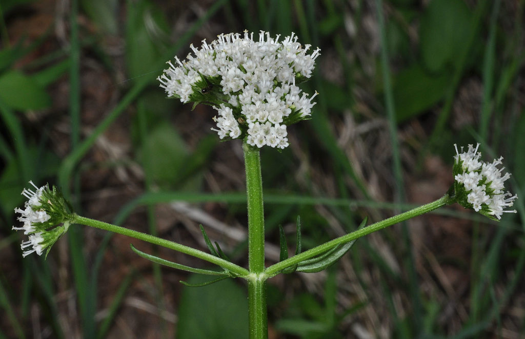 Flora of Eastern Washington Image: Valeriana sitchensis flower in nature thick stem