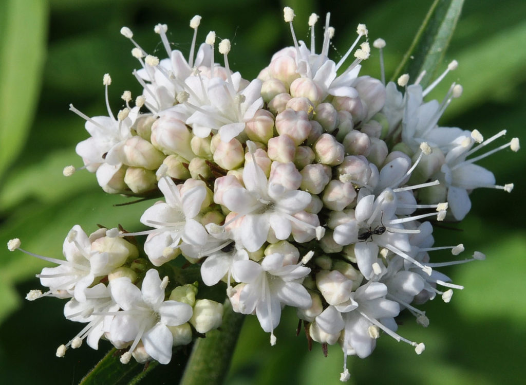 Flora of Eastern Washington Image: Valeriana sitchensis flowers only in nature