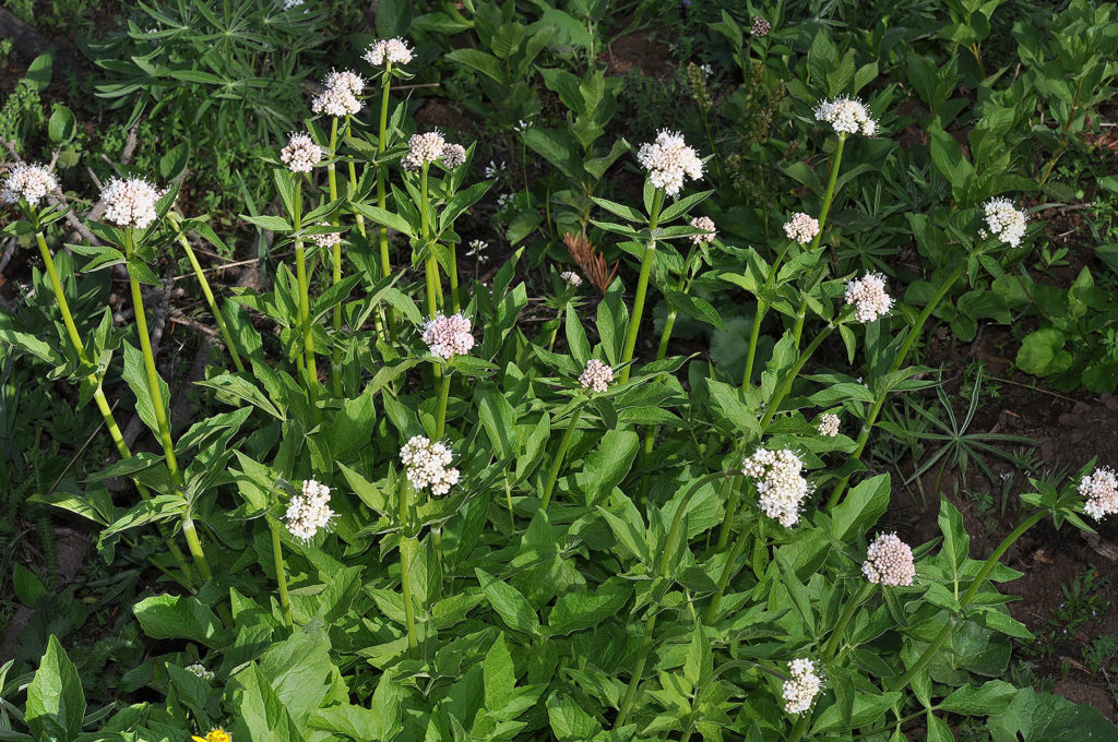 Flora of Eastern Washington Image: Valeriana sitchensis in nature
