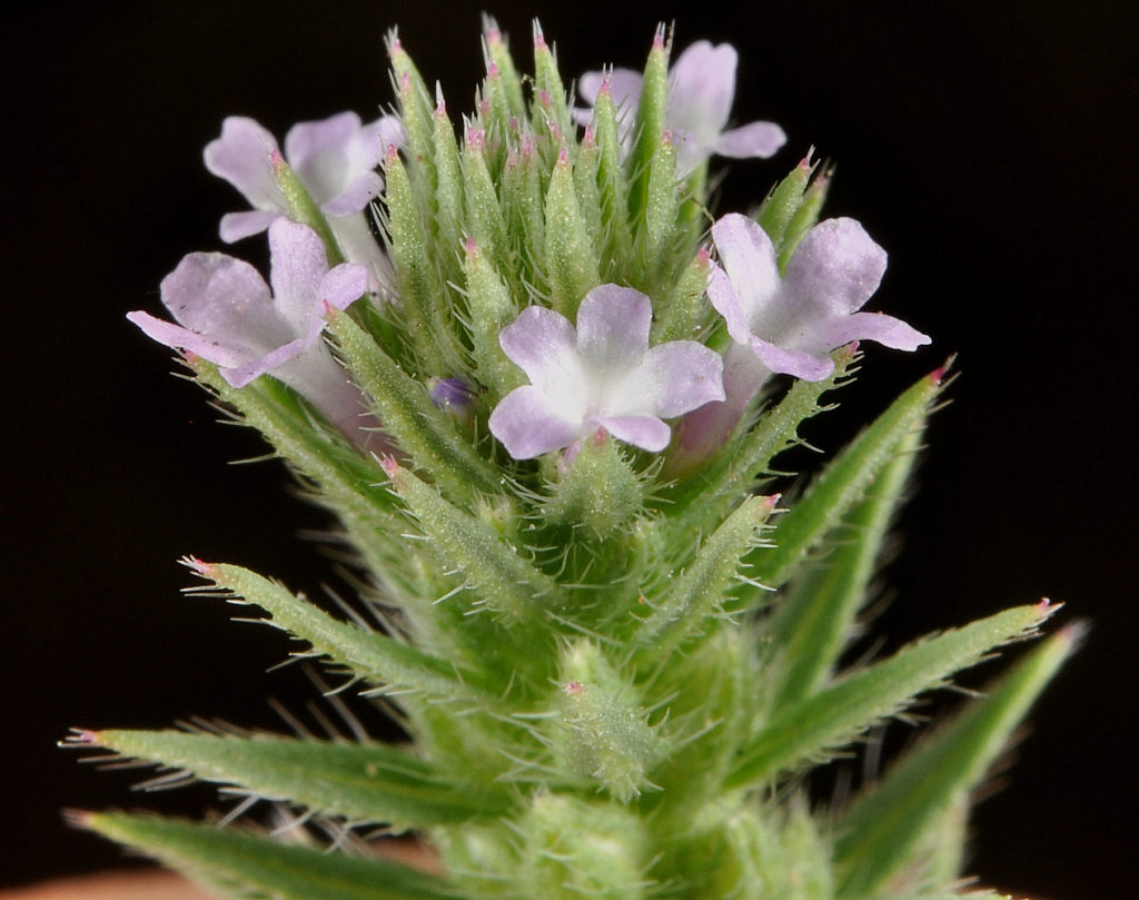 Flora of Eastern Washington Image: Verbena bracteata zoomed in on top of plant