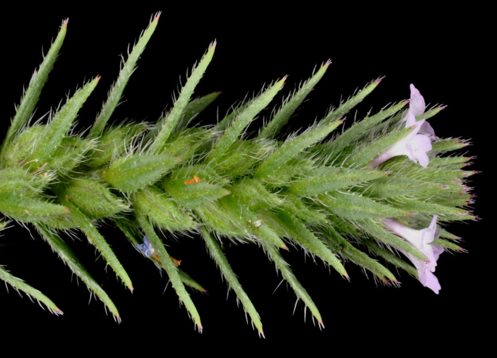 Flora of Eastern Washington Image: Verbena bracteata in lab zoomed on single stem