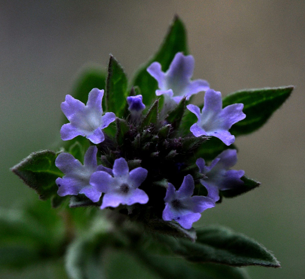 Flora of Eastern Washington Image: Verbena bracteata flower in nature