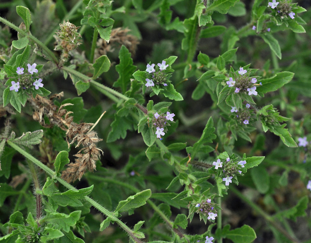 Flora of Eastern Washington Image: Verbena bracteata plant bloom in nature