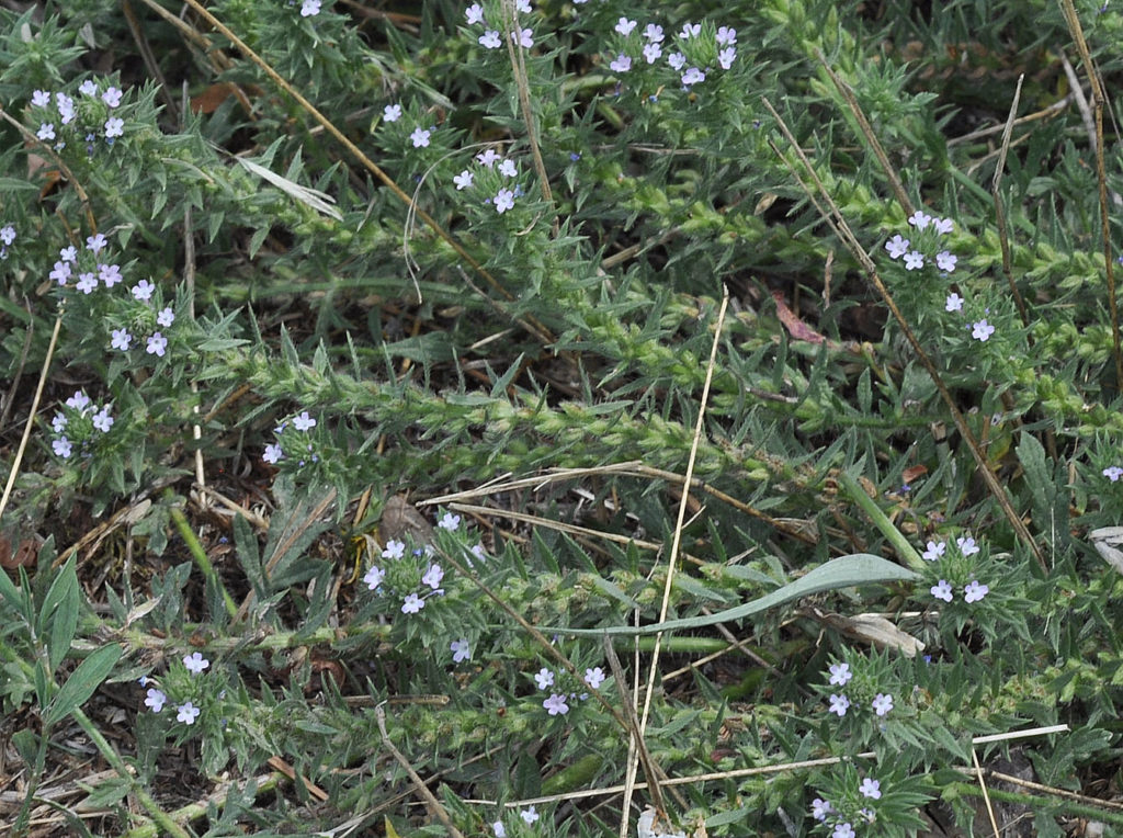 Flora of Eastern Washington Image: Verbena bracteata in nature zoomed in