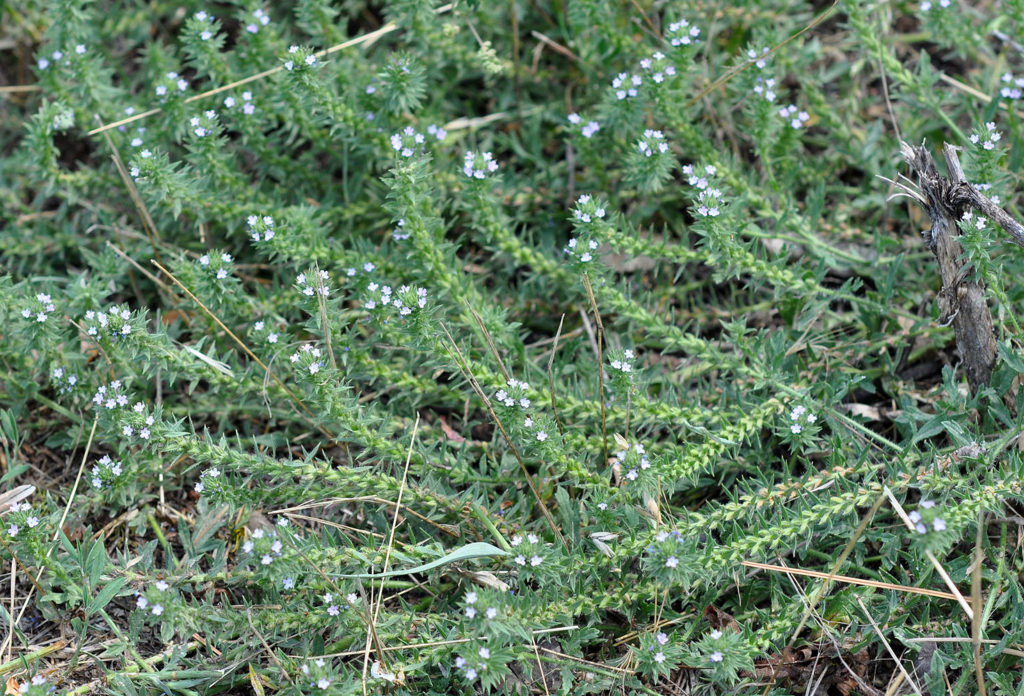 Flora of Eastern Washington Image: Verbena bracteata in nature full plant