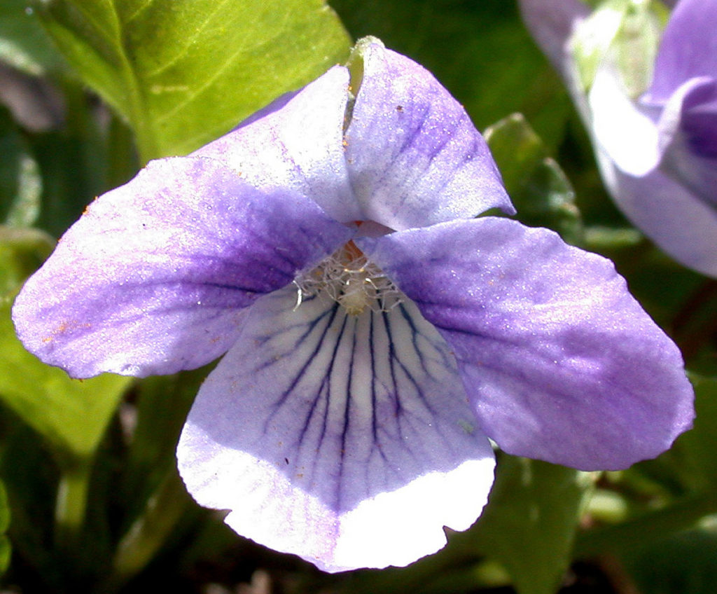 Flora of Eastern Washington Image: Viola adunca full flower in bloom