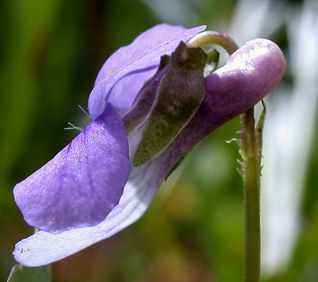 Flora of Eastern Washington Image: Viola adunca side view of bulb in nature
