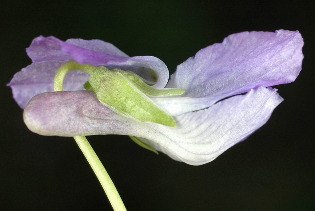 Flora of Eastern Washington Image: Viola adunca side view of bulb