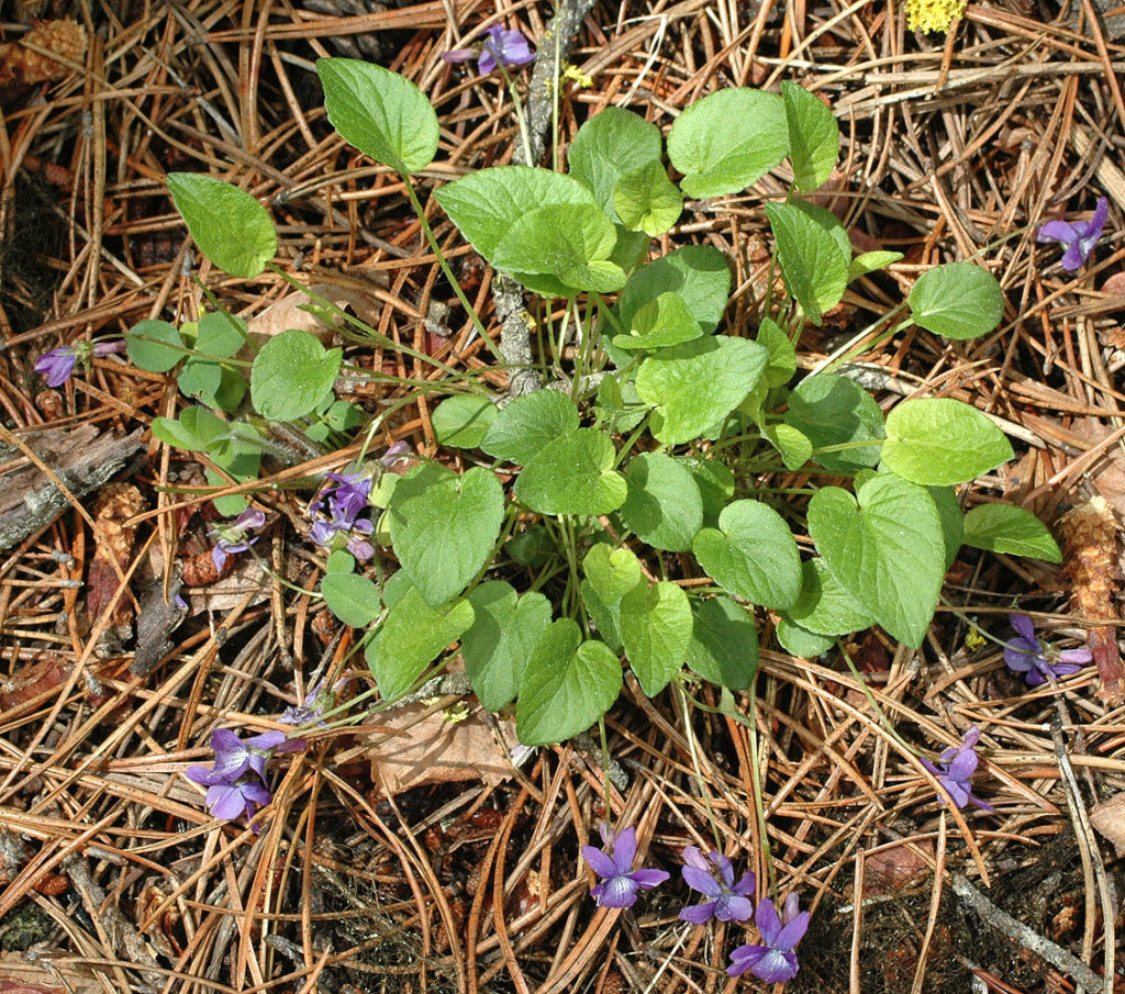 Flora of Eastern Washington Image: Viola adunca leaves in nature