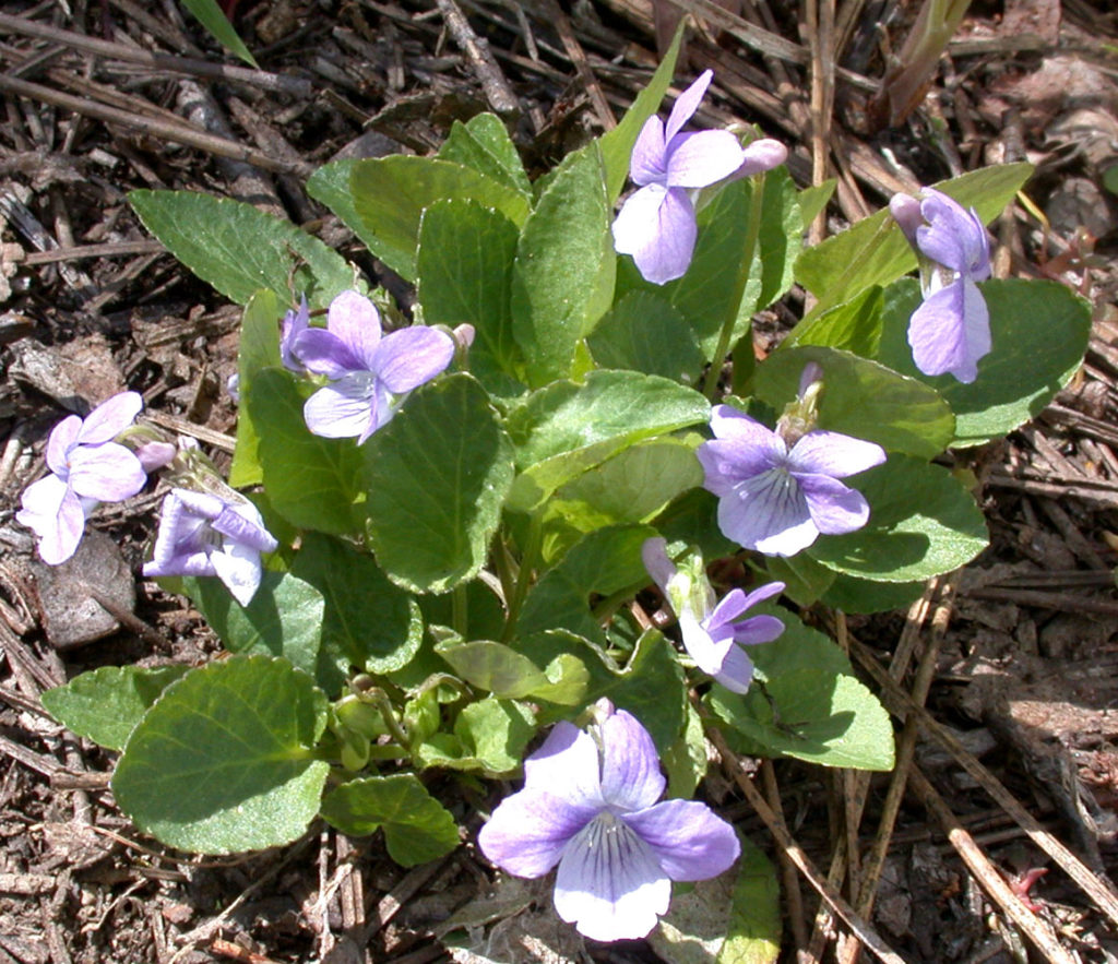 Flora of Eastern Washington Image: Viola adunca full in nature plant