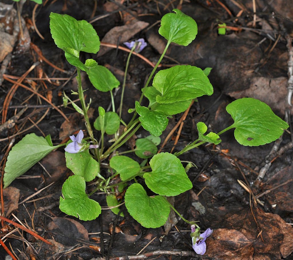 Flora of Eastern Washington Image: Viola adunca full plant in nature