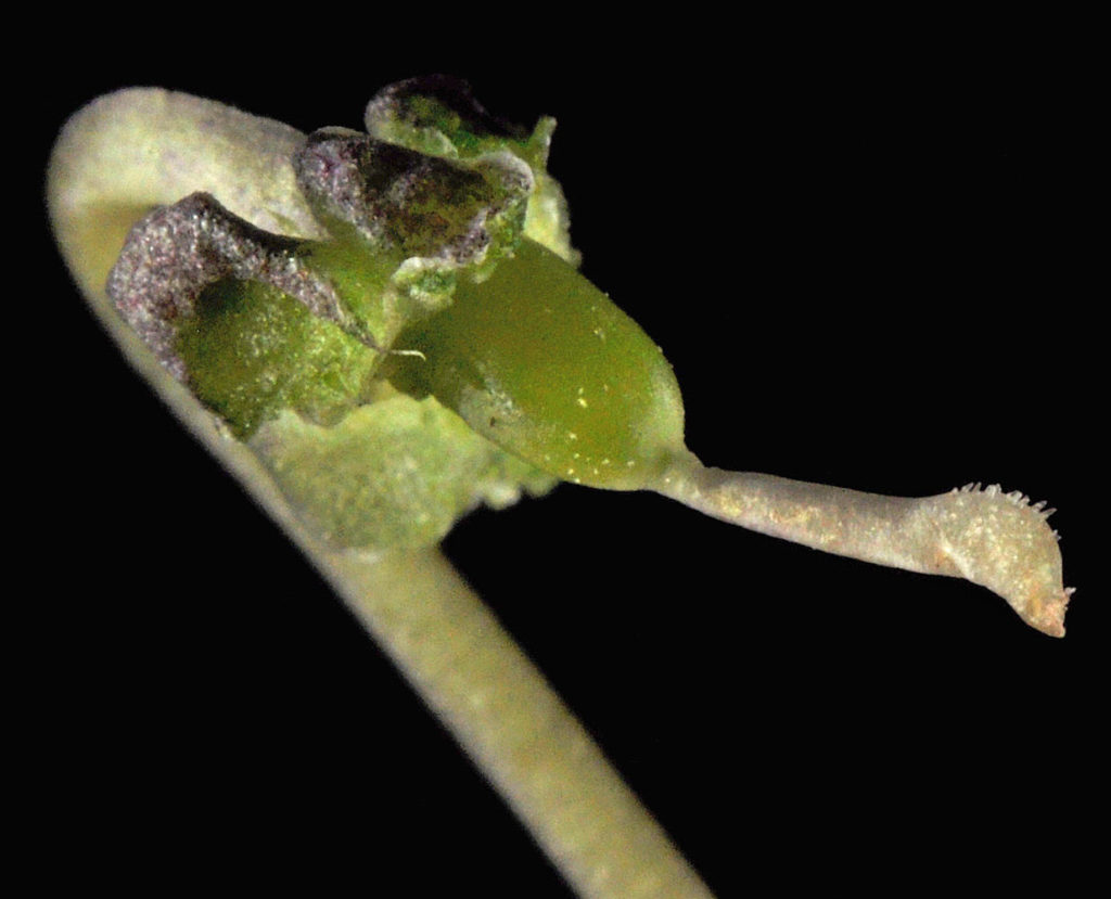 Flora of Eastern Washington Image: Viola adunca top of plant in lab