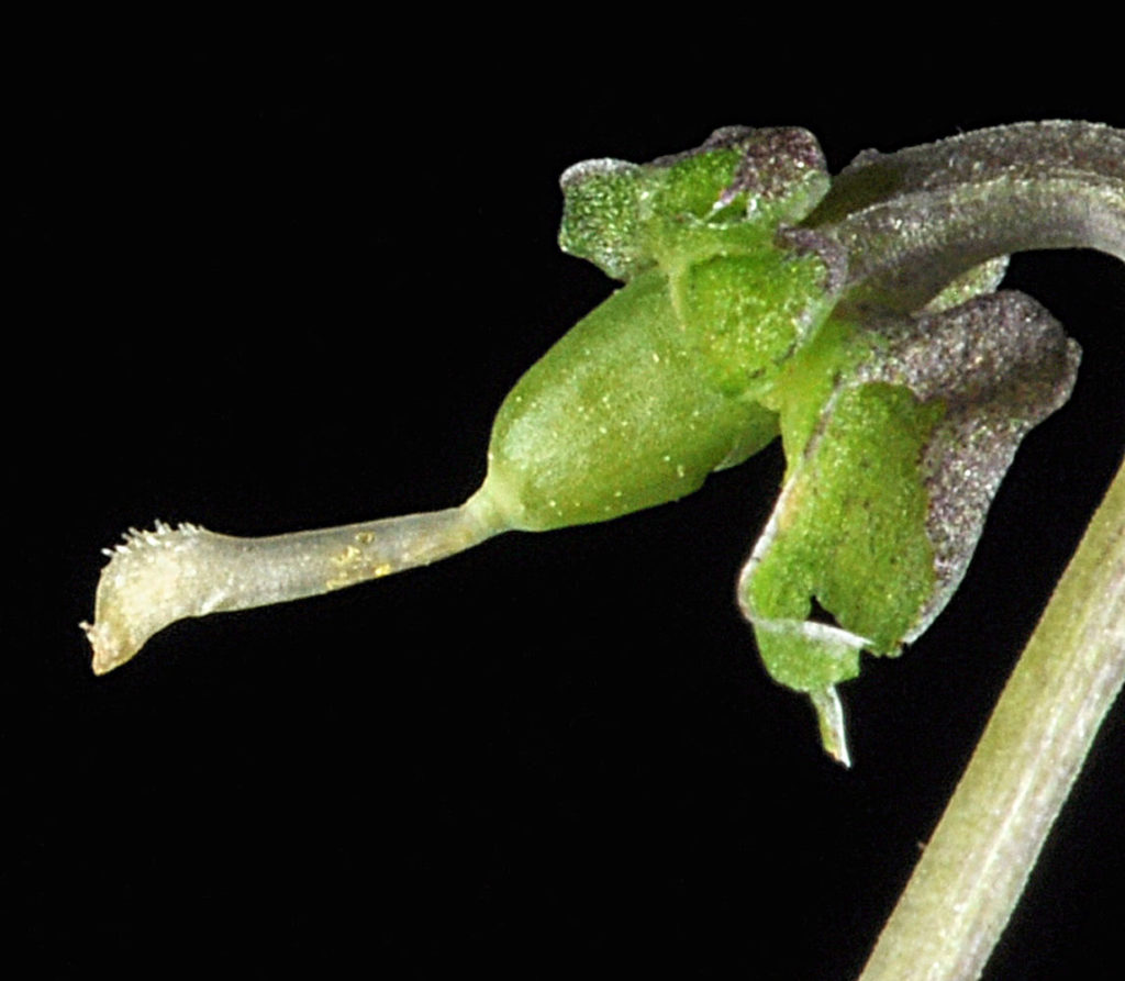 Flora of Eastern Washington Image: Viola adunca side profile of top of plant