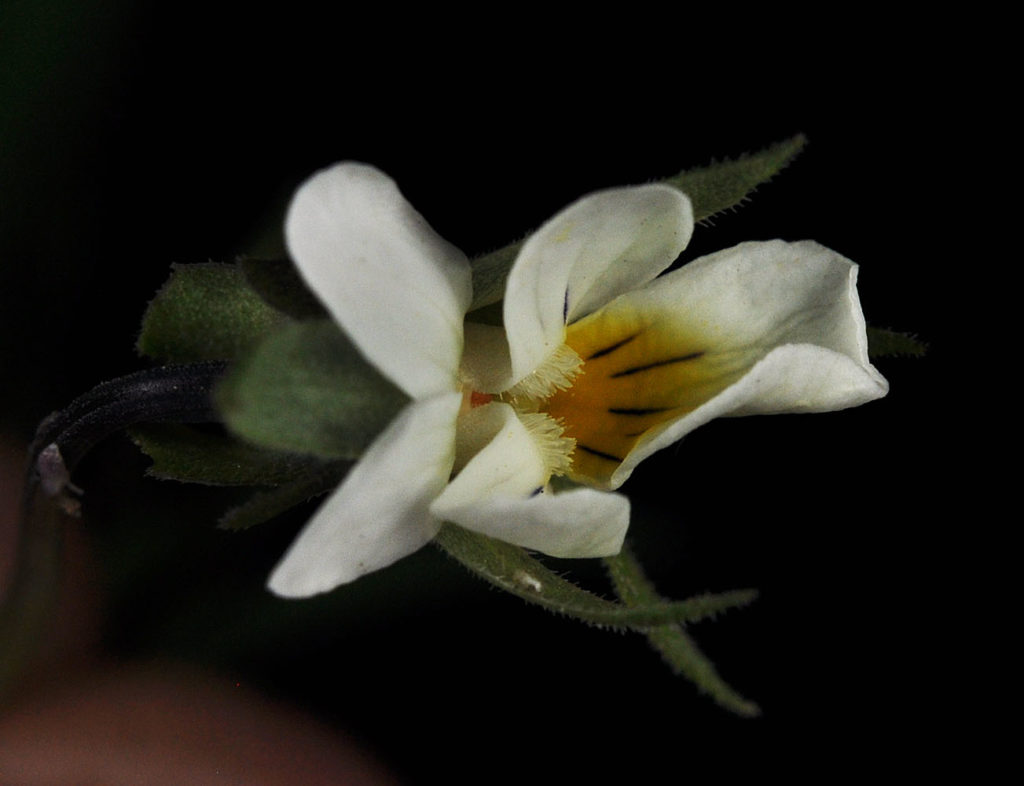 Flora of Eastern Washington Image: Viola arvensis top side of bulb