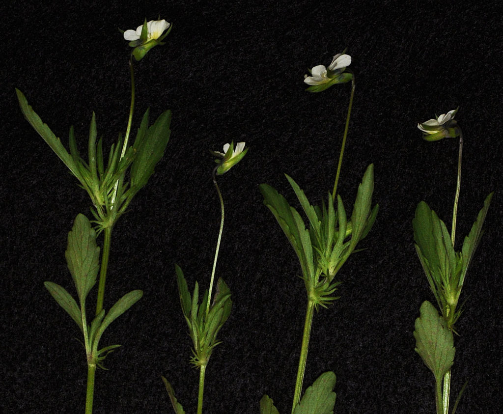 Flora of Eastern Washington Image: Viola arvensis zoom in of top of plant