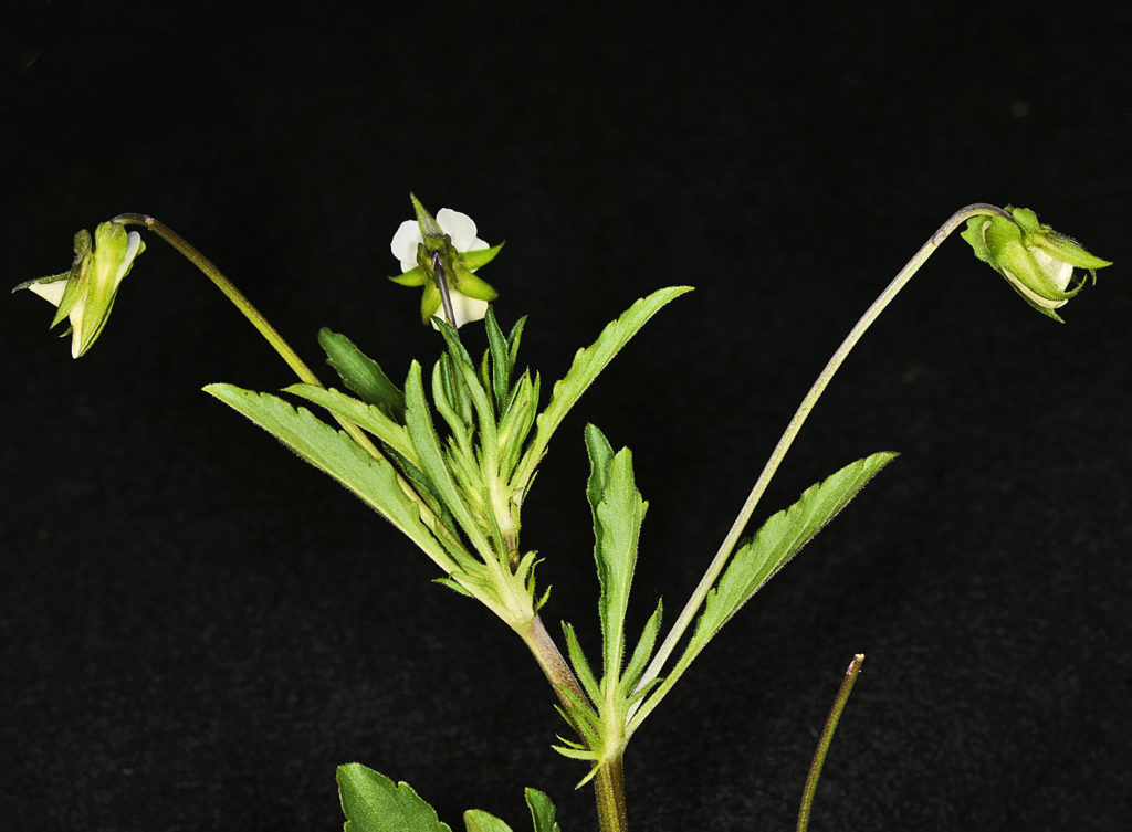 Flora of Eastern Washington Image: Viola arvensis full plant