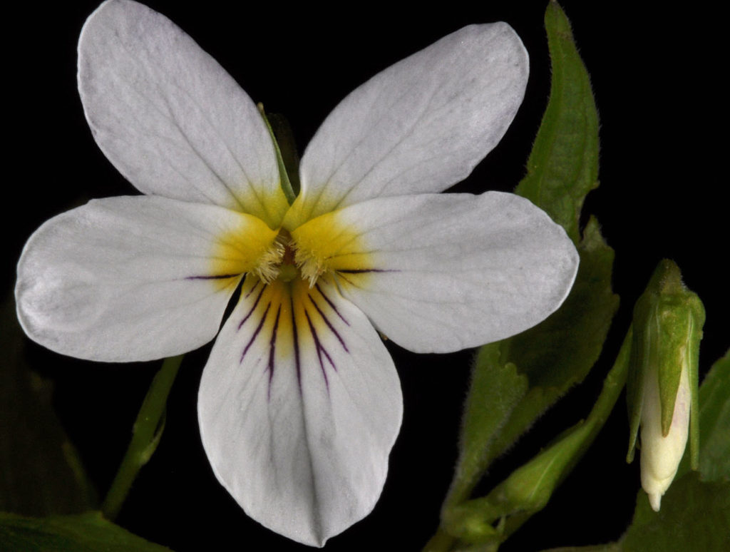 Flora of Eastern Washington Image: Viola canadensis flower petals full