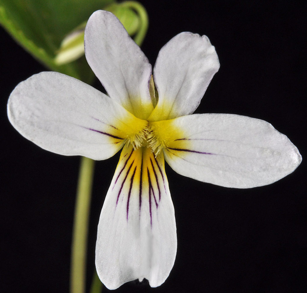 Flora of Eastern Washington Image: Viola canadensis, flower petals