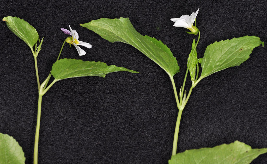Flora of Eastern Washington Image: Viola canadensis leaves