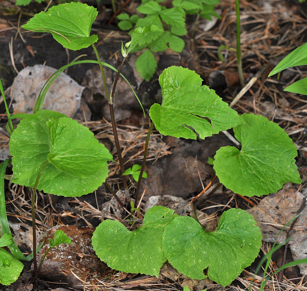 Flora of Eastern Washington Image: Viola canadensis in nature near rocks