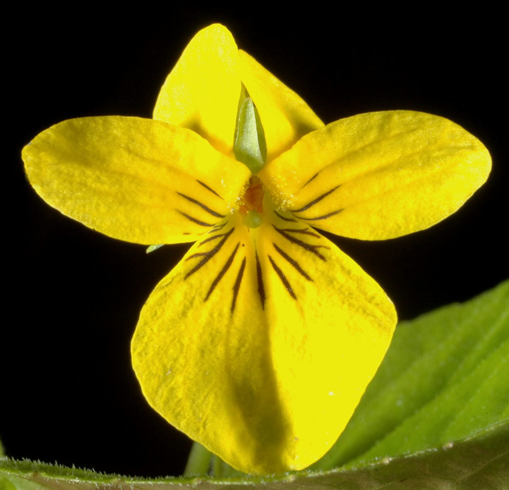 Flora of Eastern Washington Image: Viola glabella zoomed in on petals in a lab