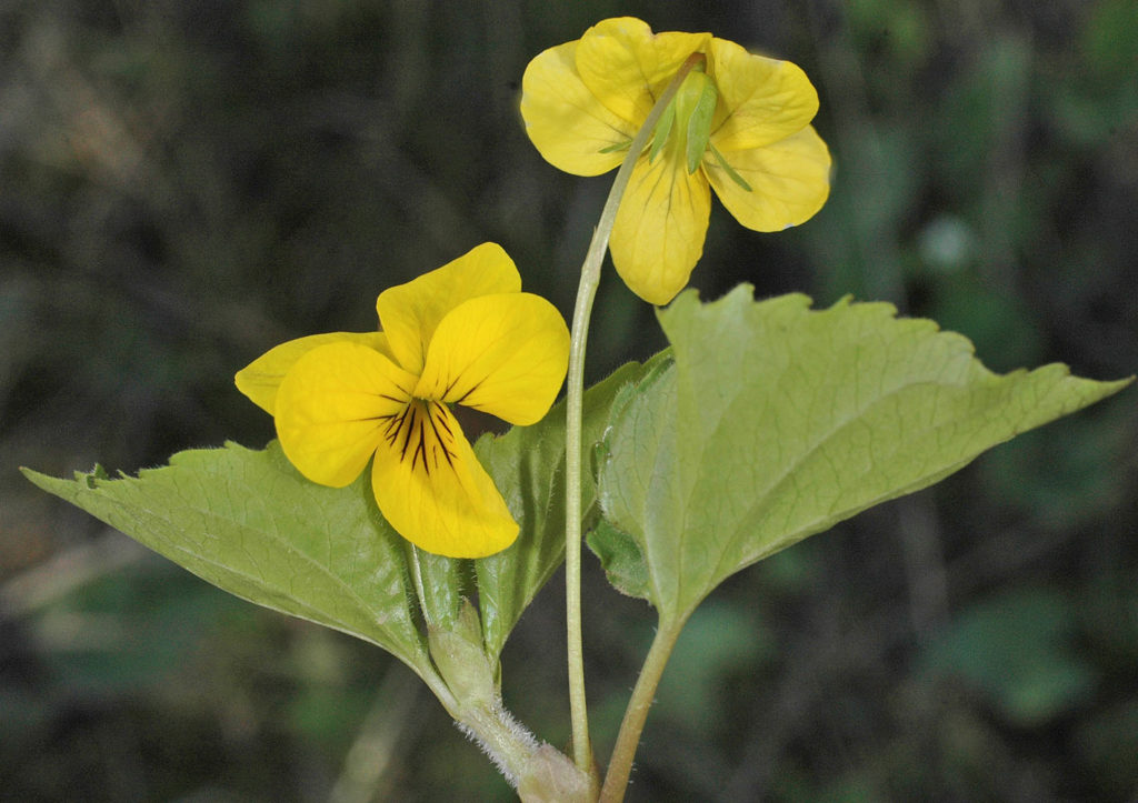 Flora of Eastern Washington Image: Viola glabella zoomed in on petals in nature