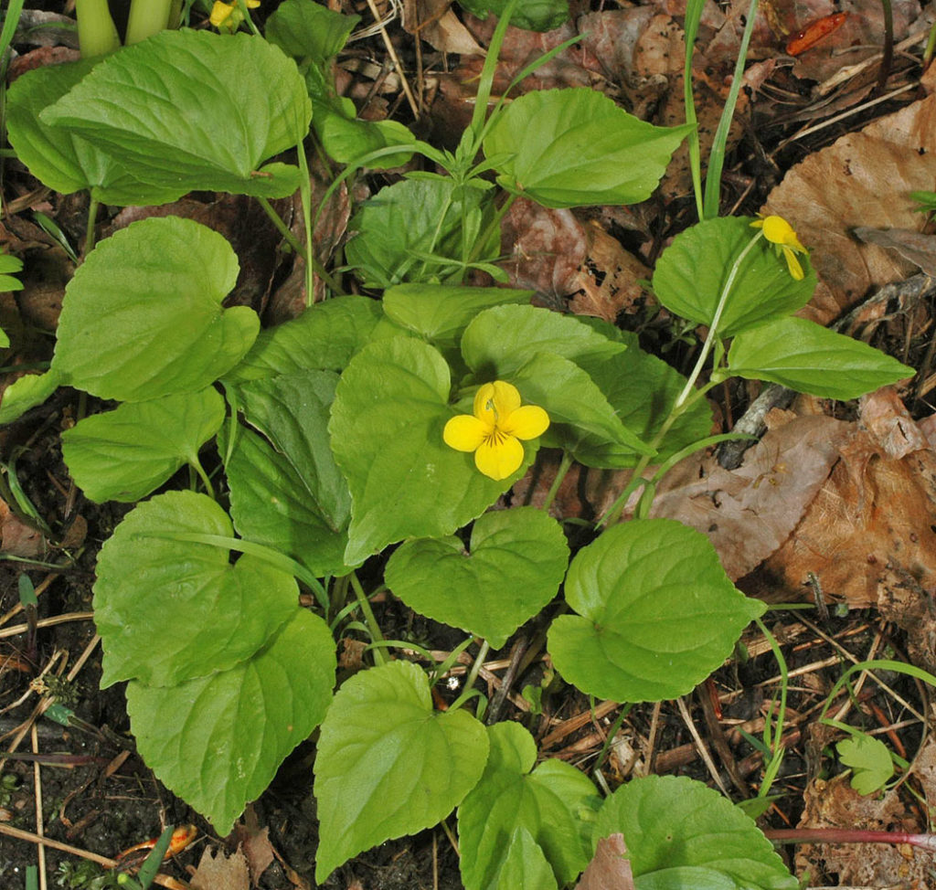 Flora of Eastern Washington Image: Viola glabella full plant in nature