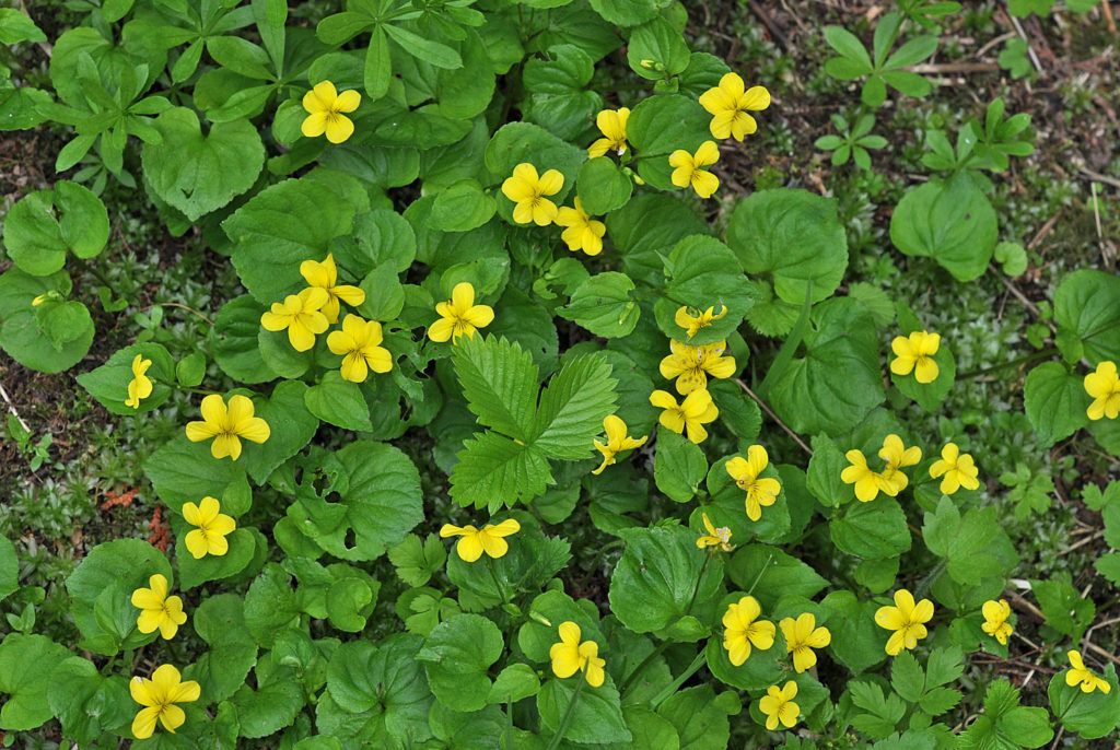 Flora of Eastern Washington Image: Viola glabella top view of full plant in nature