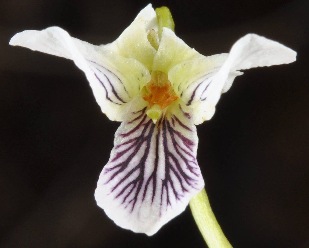 Flora of Eastern Washington Image: Viola macloskeyi flower in lab