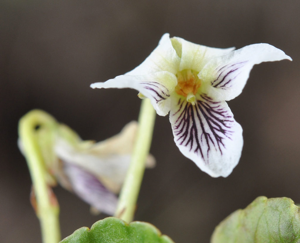 Flora of Eastern Washington Image: Viola macloskeyi zoomed in on flower
