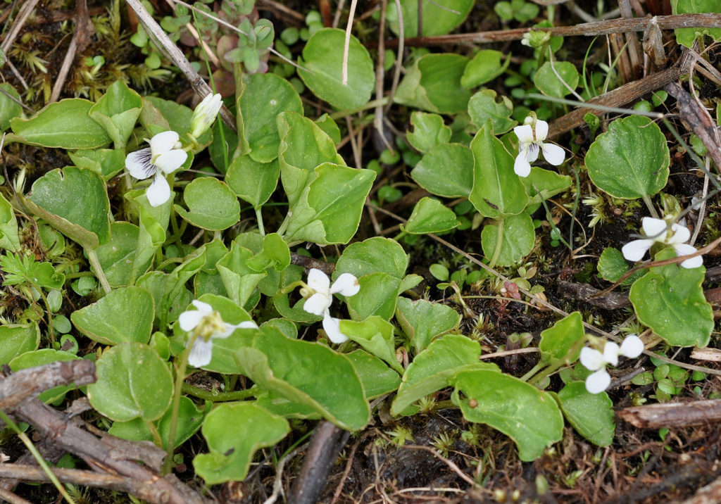 Flora of Eastern Washington Image: Viola macloskeyi zoomed in on leaves and flowers
