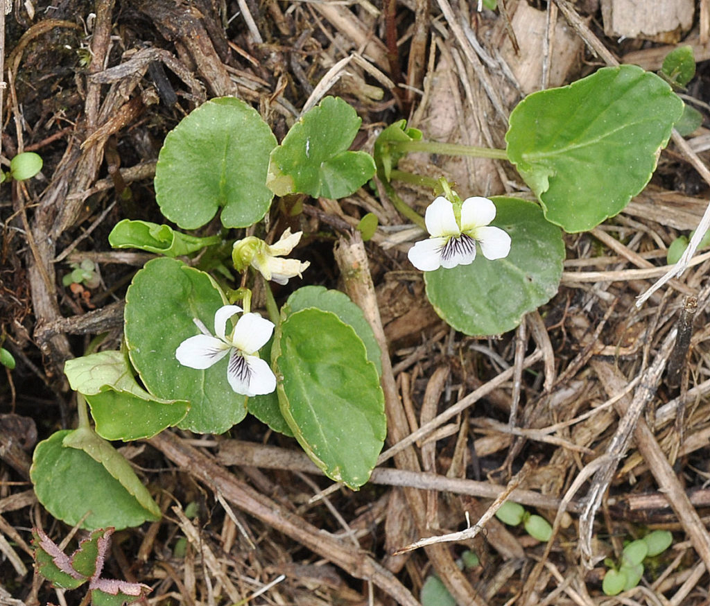 Flora of Eastern Washington Image: Viola macloskeyi flower and leaves in some twigs
