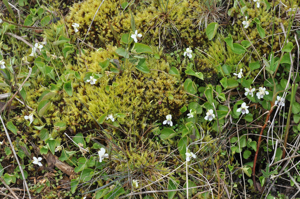 Flora of Eastern Washington Image: Viola macloskeyi full plant in nature