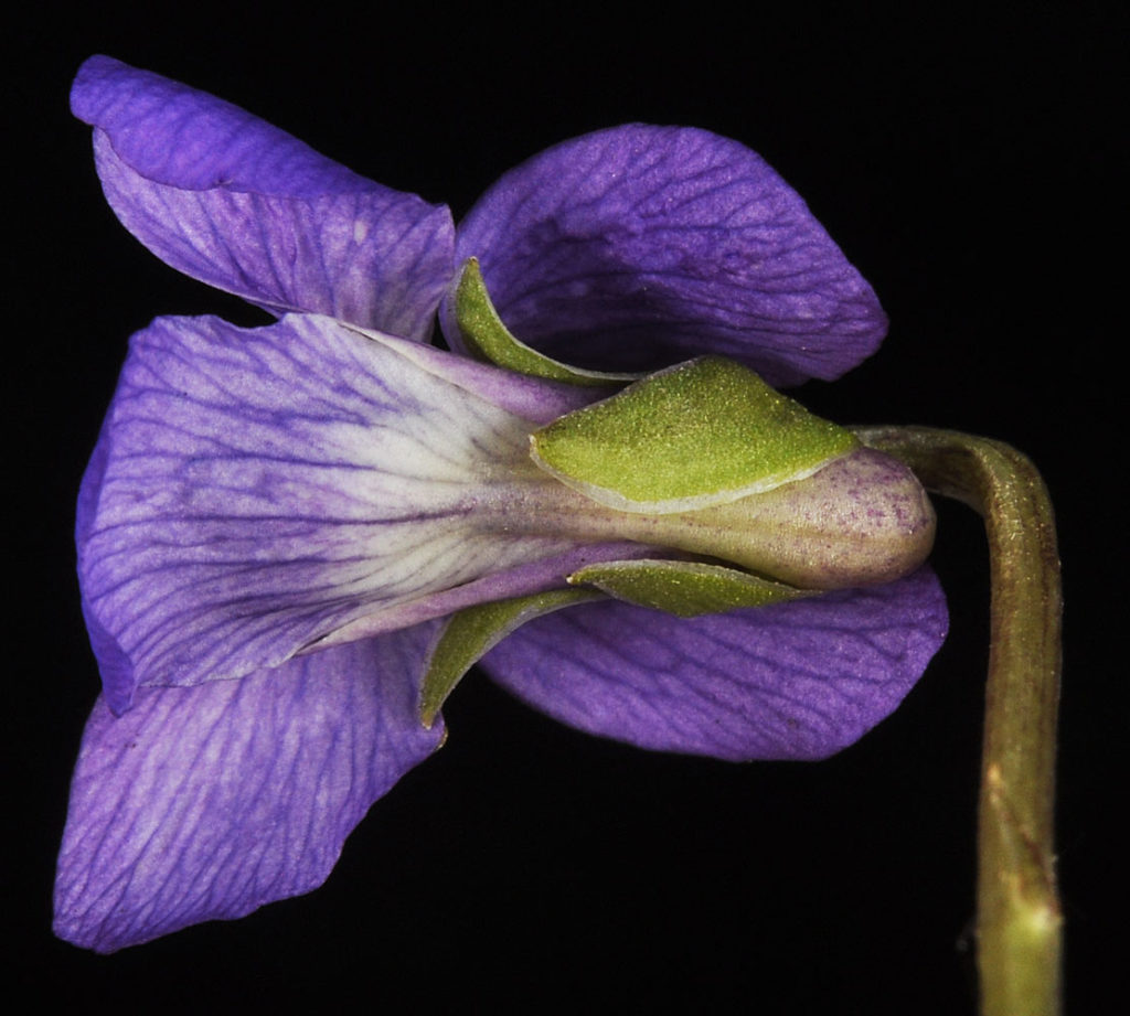 Flora of Eastern Washington Image: Viola nephrophylla side view blossomed