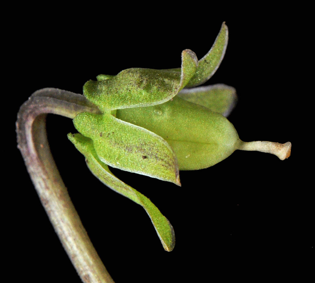 Flora of Eastern Washington Image: Viola nephrophylla side profile of bulb