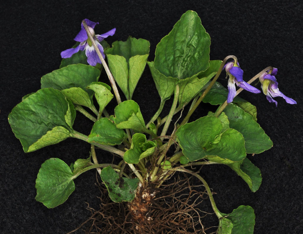 Flora of Eastern Washington Image: Viola nephrophylla plant zoomed in