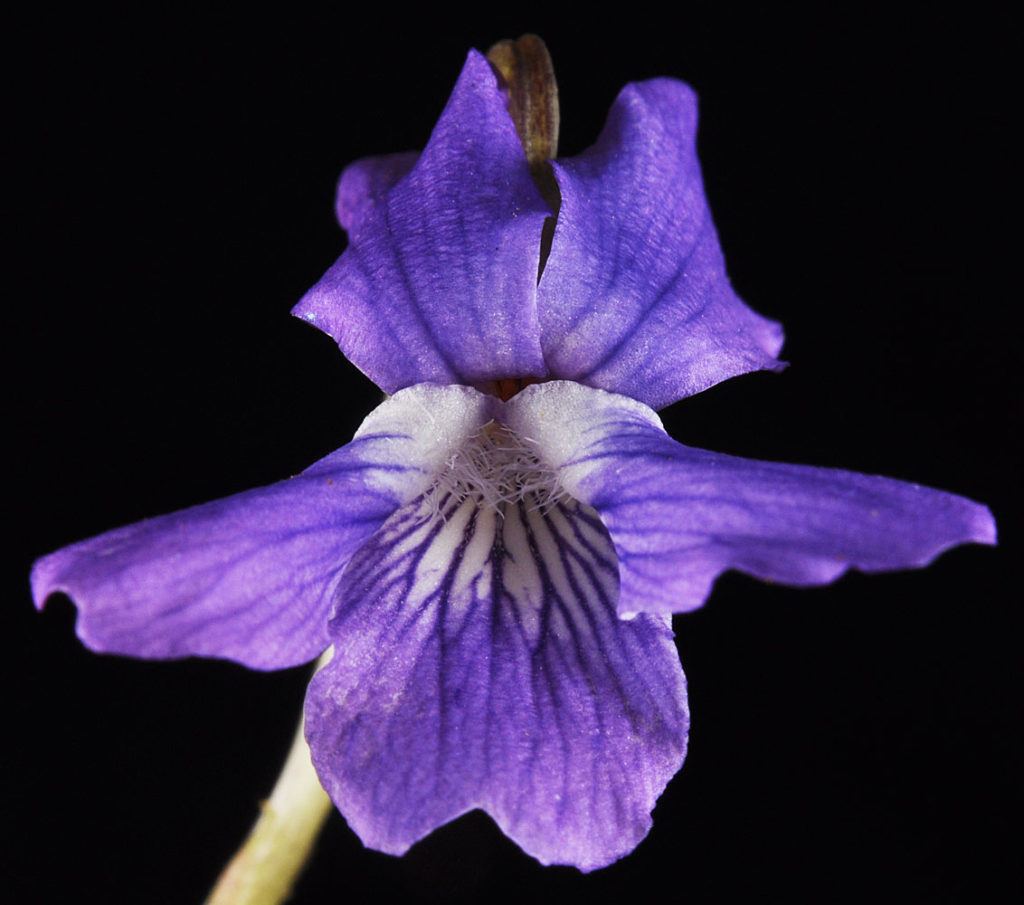 Flora of Eastern Washington Image: Viola nephrophylla front view of pteals