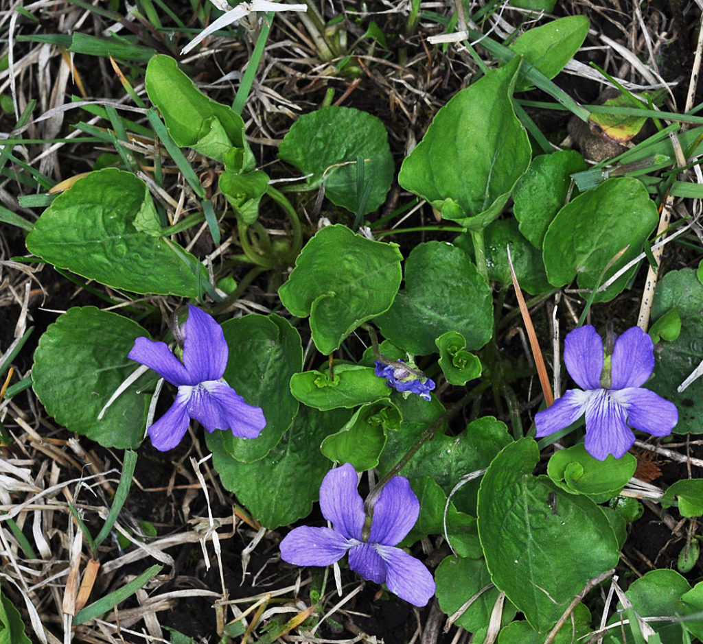 Flora of Eastern Washington Image: Viola nephrophylla full plant zoomed out
