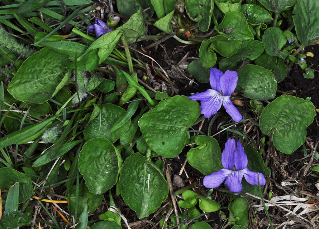 Flora of Eastern Washington Image: Viola nephrophylla full plant