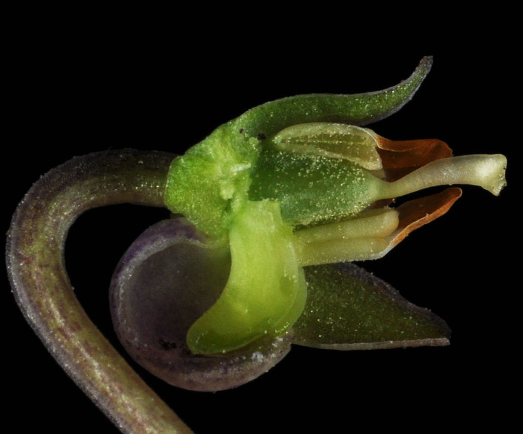 Flora of Eastern Washington Image: Viola nephrophylla side view of stem and partially opened bulb