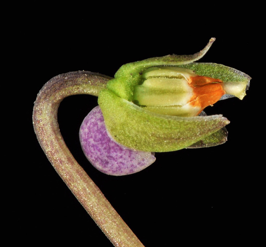 Flora of Eastern Washington Image: Viola nephrophylla siode view bulb