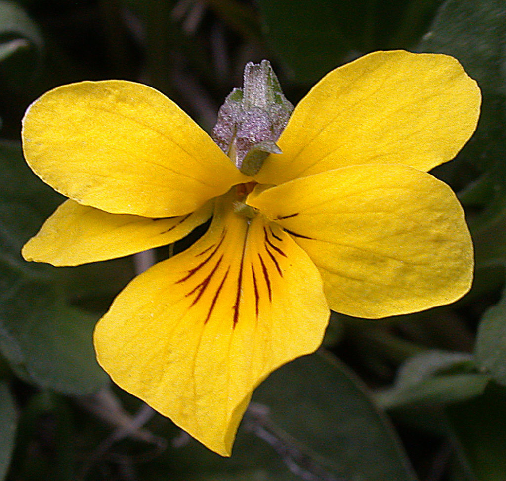 Flora of Eastern Washington Image: Viola nuttallii pteals with stem