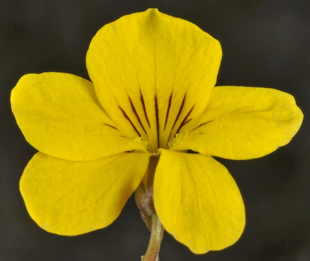 Flora of Eastern Washington Image: Viola vallicola yellow petals top view