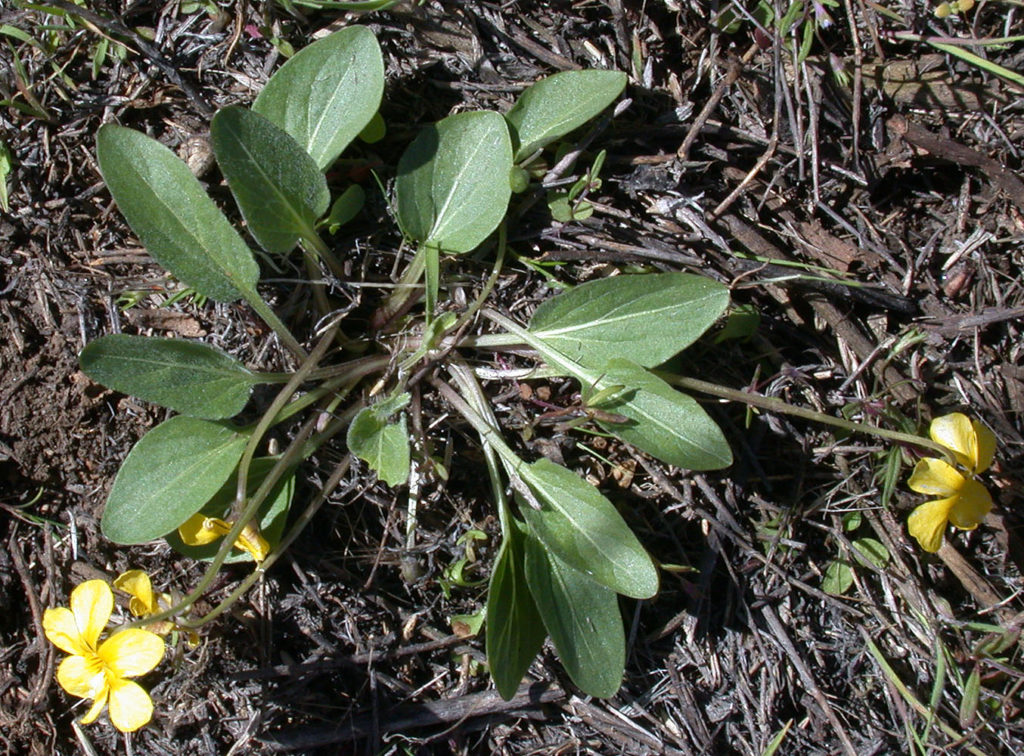 Flora of Eastern Washington Image: Viola nuttallii leaves