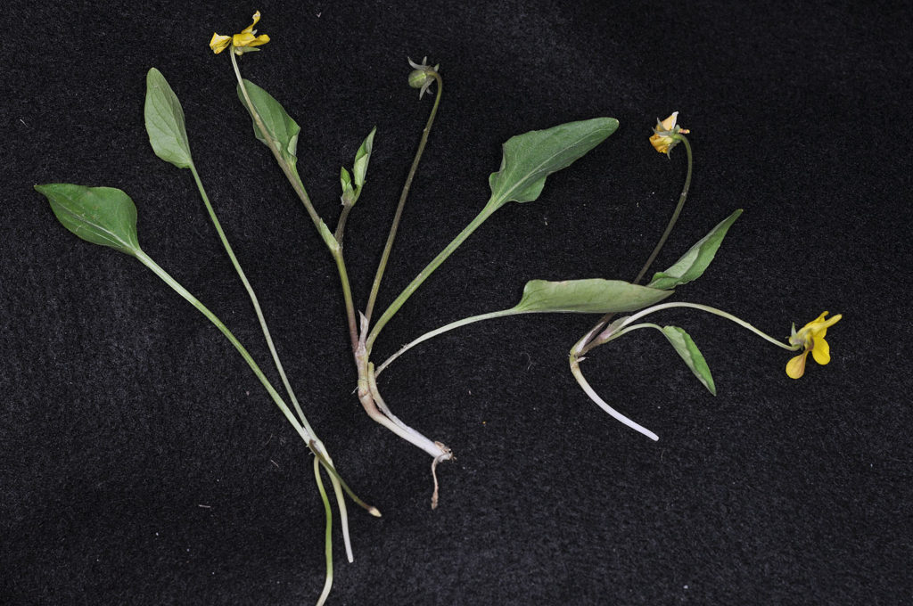 Flora of Eastern Washington Image: Viola nuttallii leaves in a lab