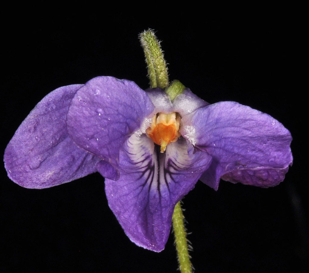 Flora of Eastern Washington Image: Viola odorata bloomed front view with stem